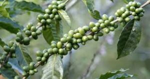 yeşil kahve çekirdeği nedir