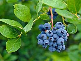 blueberry meyvesi