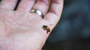 arı zehiri nasıl elde edilir